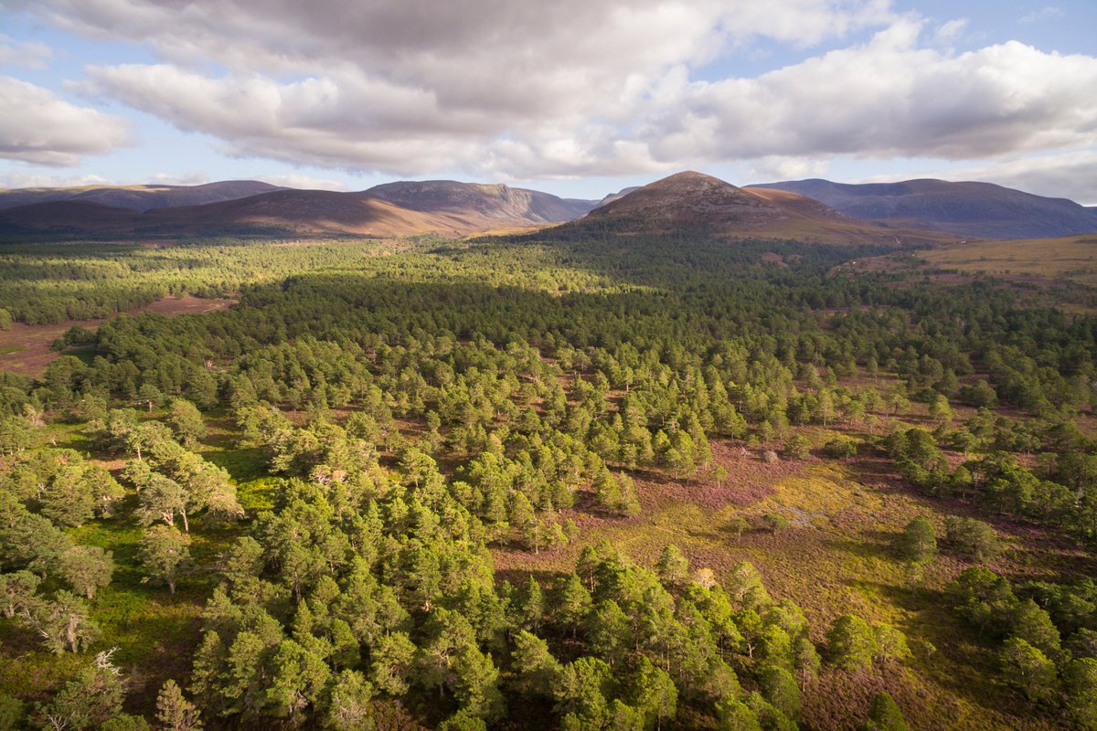 treesforlifeuk's tweet image. Curious about how rewilding works? 🌿 Explore ‘Introduction to Rewilding’ - a free, self-paced online #course created by Rewilding Europe and @OpenUniversity

Packed with inspiring examples from across Europe, you can:
🌿 Discover why wilder nature matters
🌿 Learn how rewilding