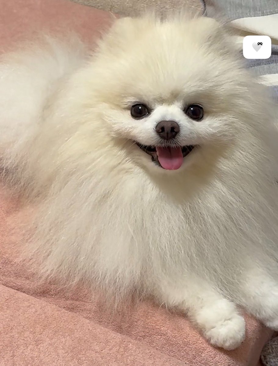 はち𐔌՞⁔•͈ ·̫ •͈⁔՞𐦯Pome𝐋𝐨𝐯𝐞🐾﹏𓈒𓂂𓏸 tweet media