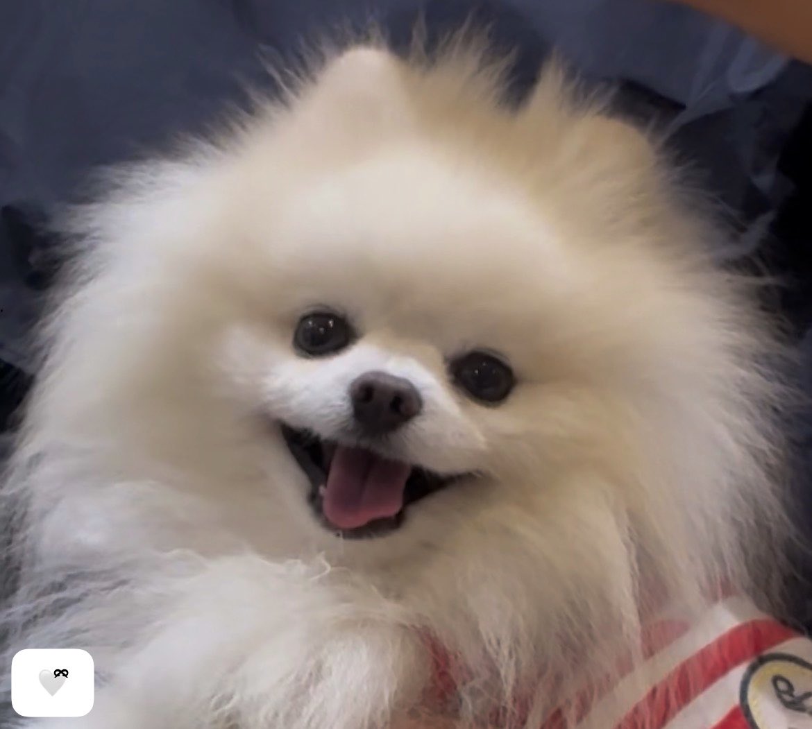 はち𐔌՞⁔•͈ ·̫ •͈⁔՞𐦯Pome𝐋𝐨𝐯𝐞🐾﹏𓈒𓂂𓏸 tweet media