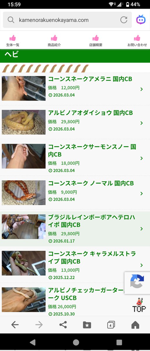 ホームページ更新しました。

カブトニオイガメ、ミシシッピニオイガメ、ペニンシュラ、シュルツカブトガメ、スッポンモドキ、ノコヘリマルガメ、アルビノアオダイショウ、コーンサーモンスノー、アルビノチェッカーガーター、エボシカメレオン

完売致しました。
kamenorakuenokayama.com