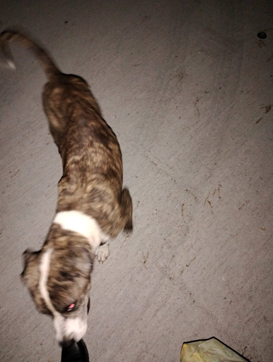 PhillyDaCouyon's tweet photo. So uh- Stranded at my job's parking lot cuz-
I guess my ride stopped existing lol 💀
And this random dog showed up.

Welp- It's just me and you ol' doggo

(Don't worry guys I'm good. I gotta back up) https://t.co/9bkK2QbA8o