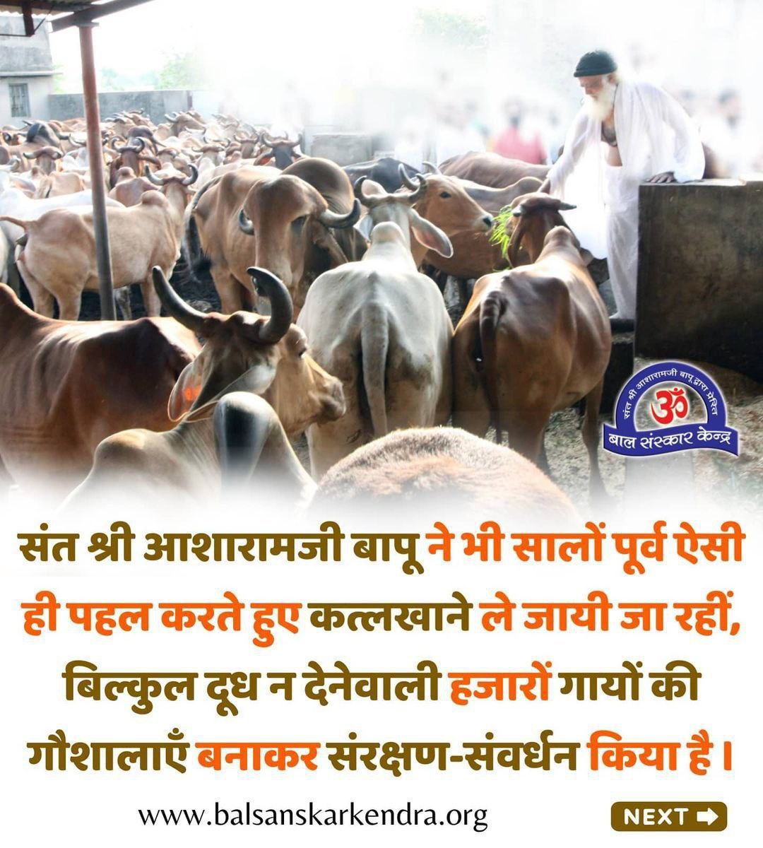 maheshsurw83987's tweet photo. @Asharamjiashram Sant Shri Asharamji Bapu बताते हैं कि Desi Gaay हमारी संस्कृति की धरोहर है। इनकी रक्षा करना हमारा कर्त्तव्य है। 
Gau Raksha Abhiyan 🐄
#GauSeva https://t.co/OI8fNeTmoD