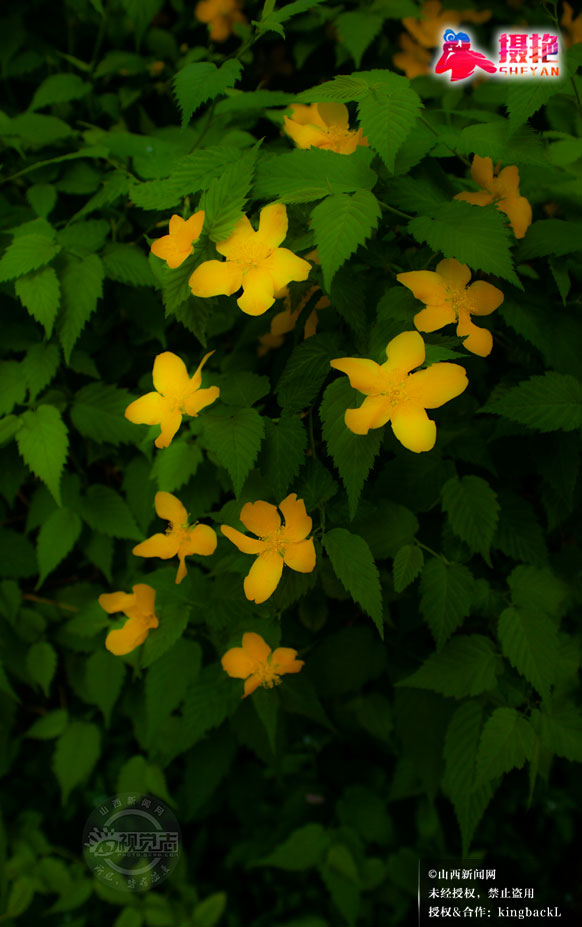 sxxww518's tweet image. 4月15日太原晋祠公园春日群芳竞绽，光影流转如诗如画。
On April 15, spring flowers bloom vibrantly in Taiyuan's Jinci Park, with light and shadow creating a poetic scene. #Spring #Flowers