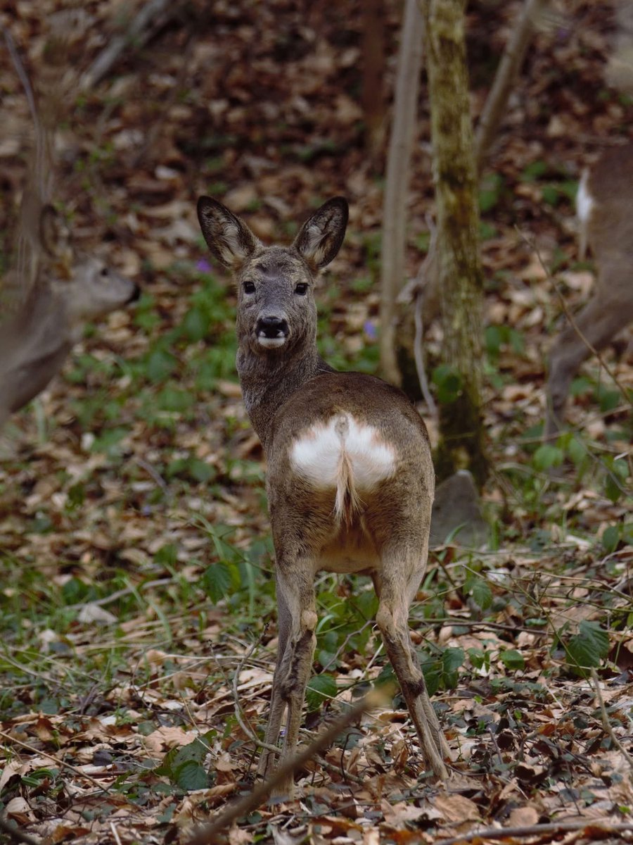 LPolskie1924's tweet image. Lustro (dla wtajemniczonych)

📸 Patryk Cwynar
#NadleśnictwoBaligród #Facebook