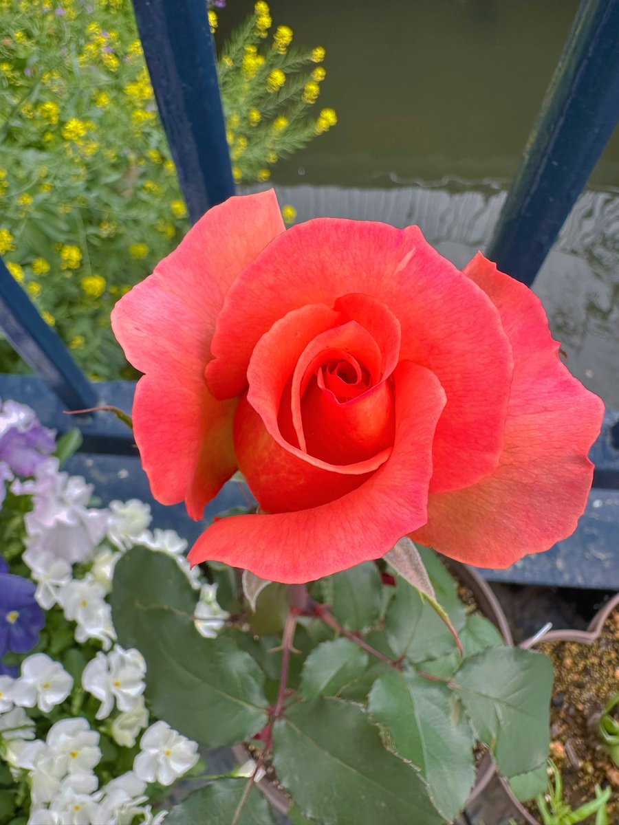 ヌマタヌマコ🥐 tweet media