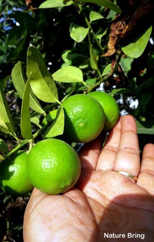 naturebring651's tweet photo. Lemon trees make an excellent addition to your garden and are well-developed in tropical and subtropical climates. With a little care and proper climate, you can get regular and abundant crops...read...https://t.co/VVcrfuMpxy
#Lemontrees #citrusplant #naturebring #growing #care https://t.co/z0AsiC51WA