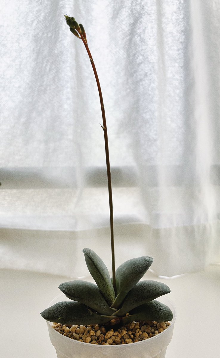 pum 【個展4/30〜5/10】 tweet media