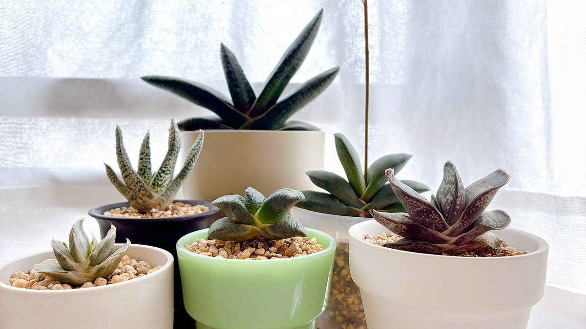 pum 【個展4/30〜5/10】 tweet media