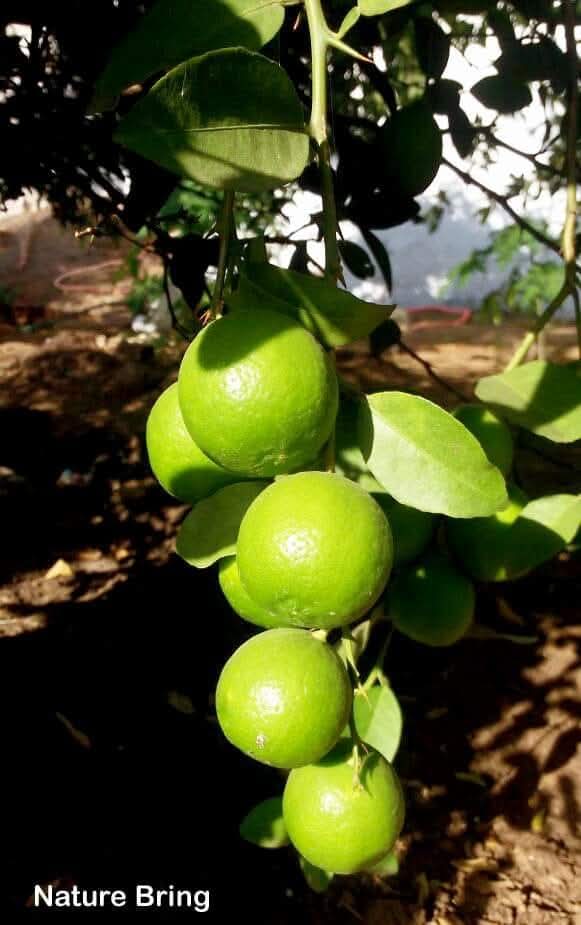 naturebring651's tweet photo. Lemon trees make an excellent addition to your garden and are well-developed in tropical and subtropical climates. With a little care and proper climate, you can get regular and abundant crops...read...https://t.co/VVcrfuMpxy
#Lemontrees #citrusplant #naturebring #growing #care https://t.co/dfANVZO1k2