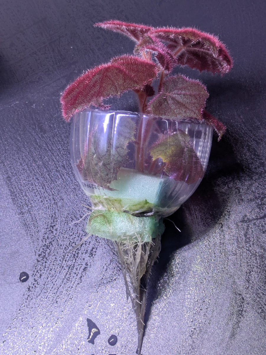 Begonia phutthaii
水耕栽培