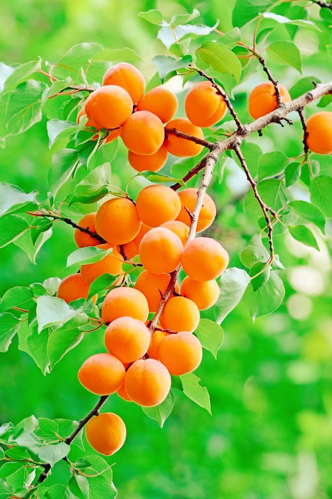 Olaoluwa tweet media