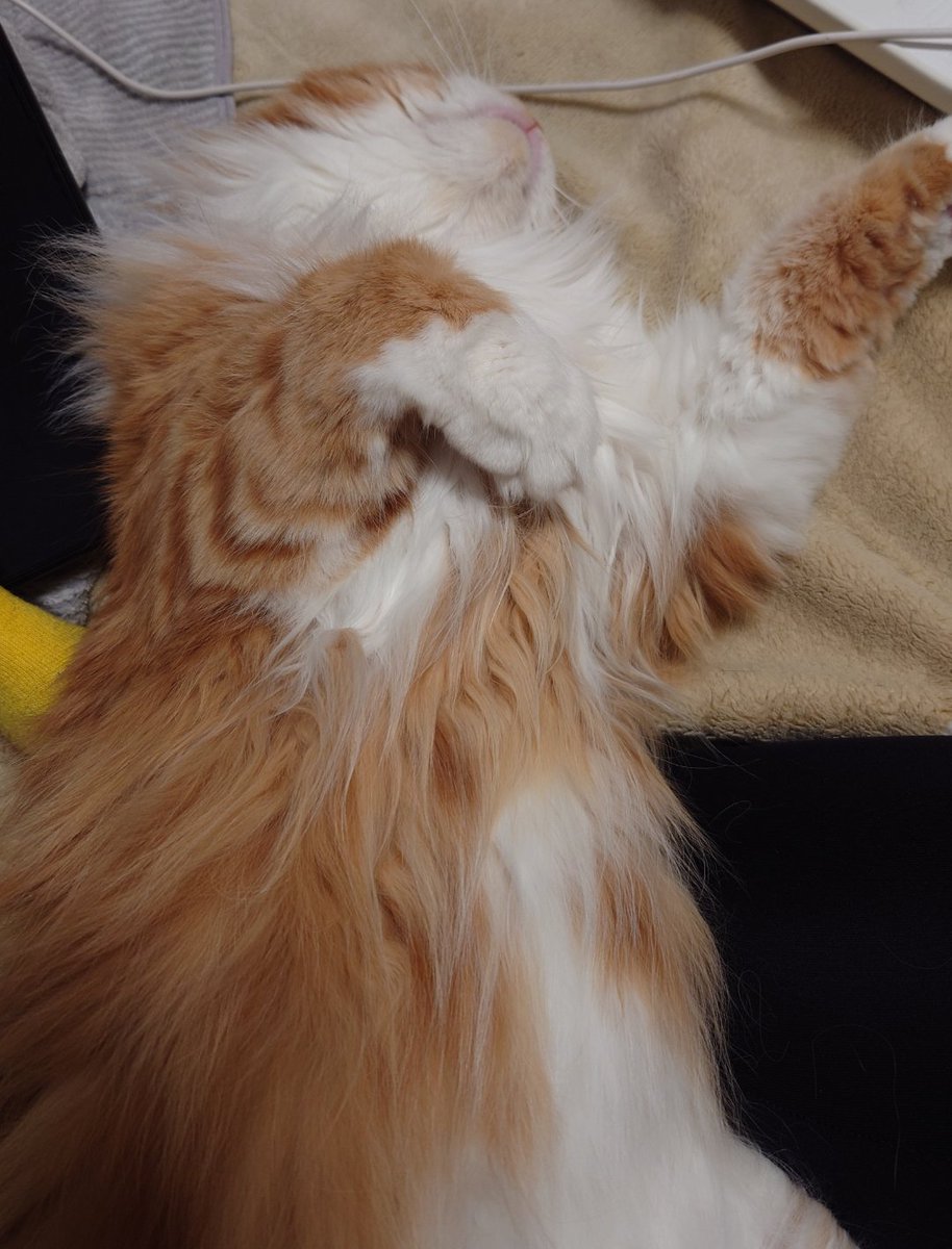 槐丸(猫愛) tweet media