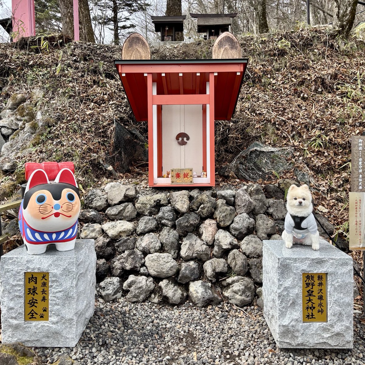 しらたま｜犬哲学 tweet media