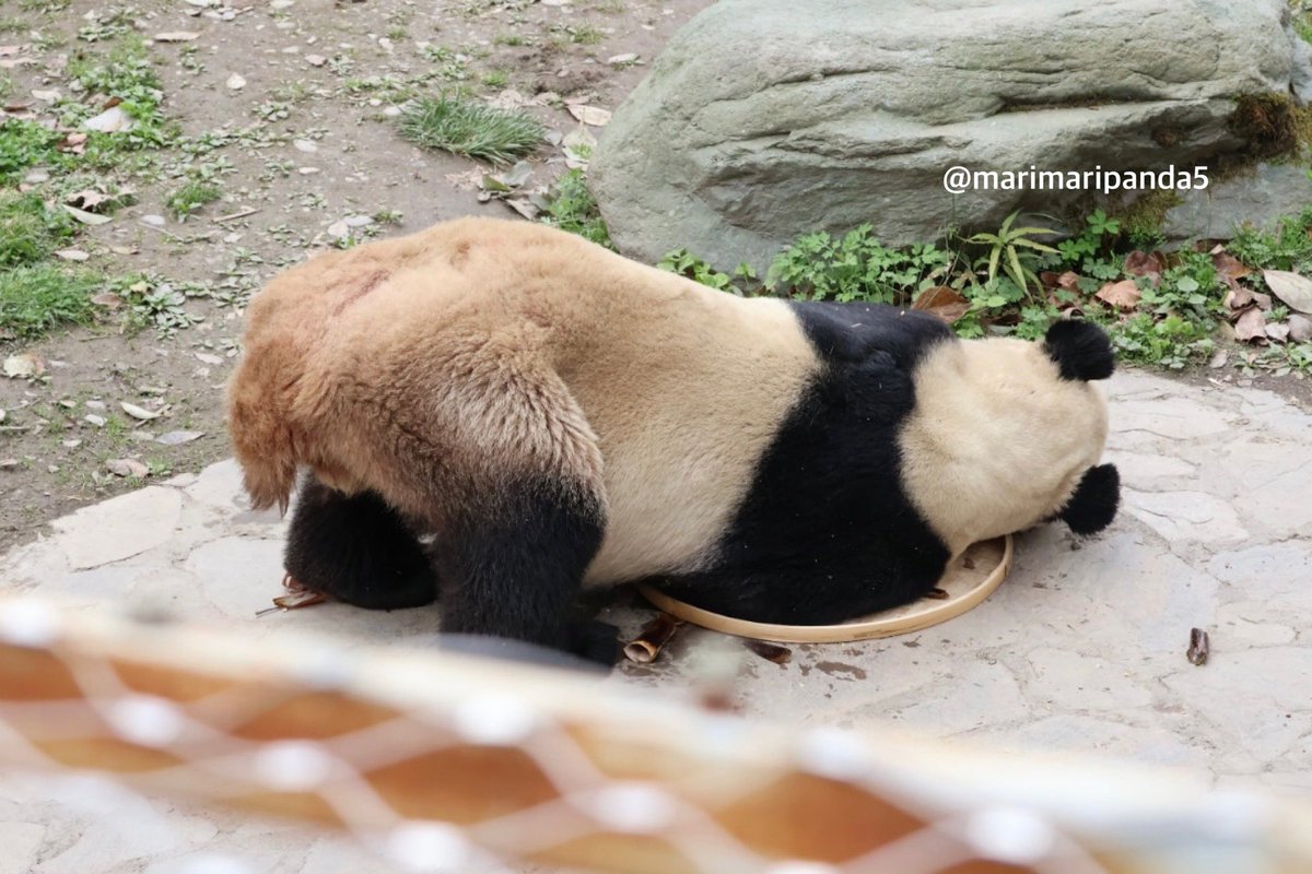 まりまり☆パンダ tweet media