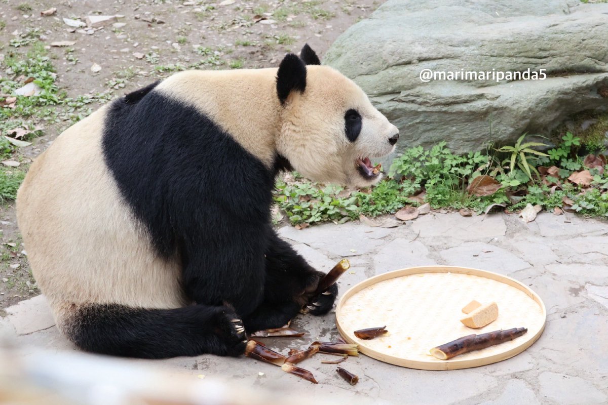 まりまり☆パンダ tweet media