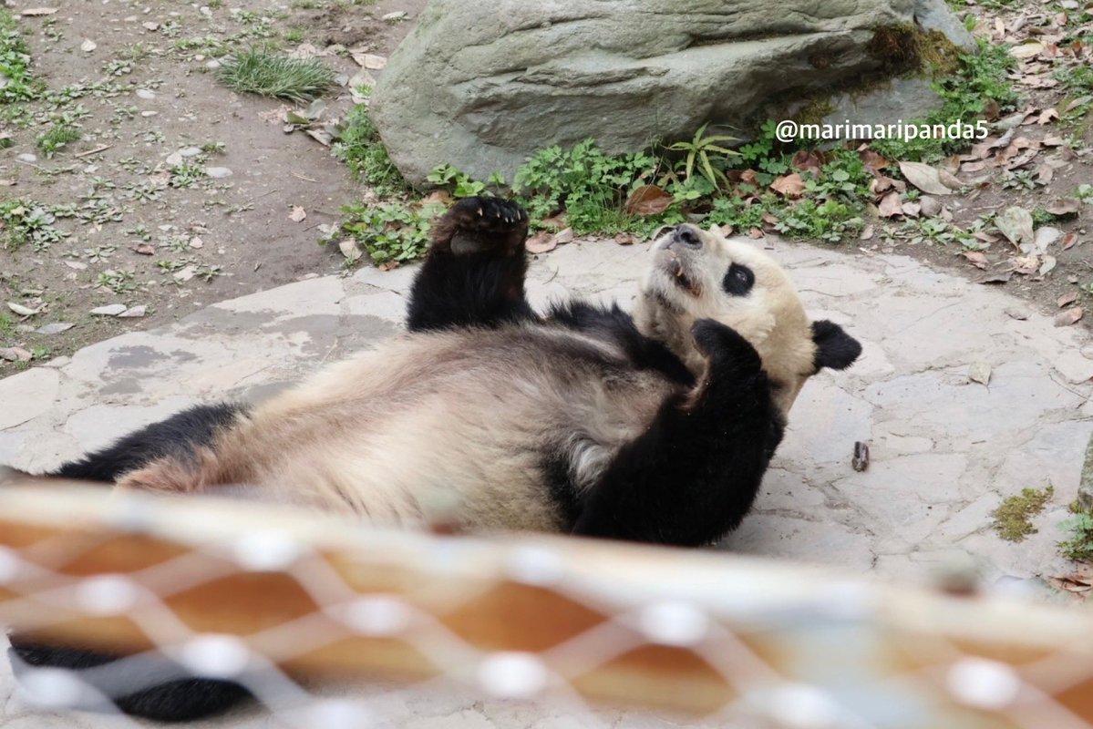 まりまり☆パンダ tweet media