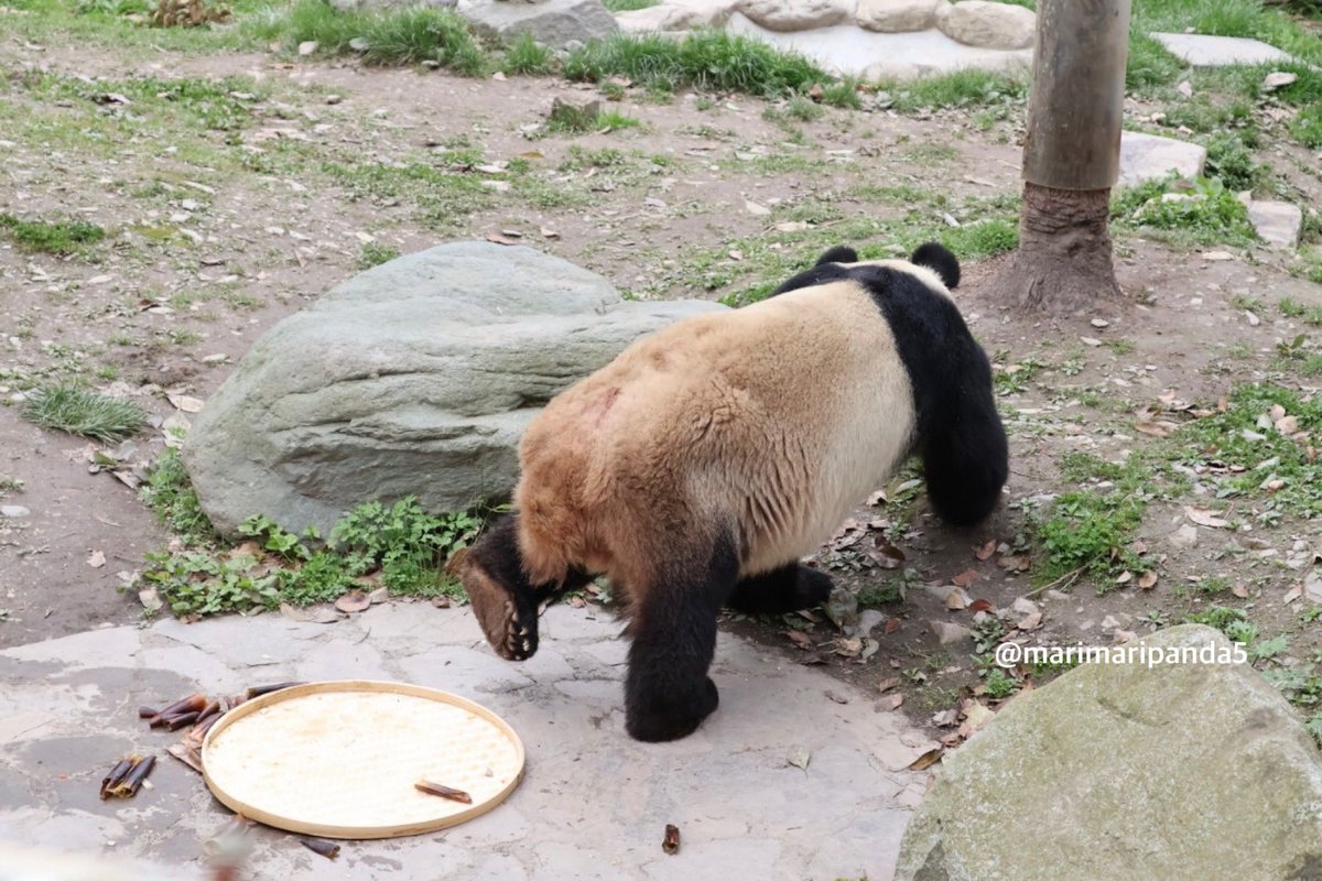まりまり☆パンダ tweet media