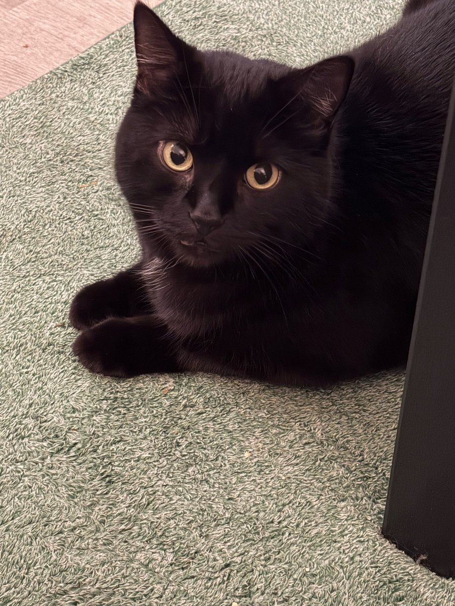 Shea Ballard tweet media