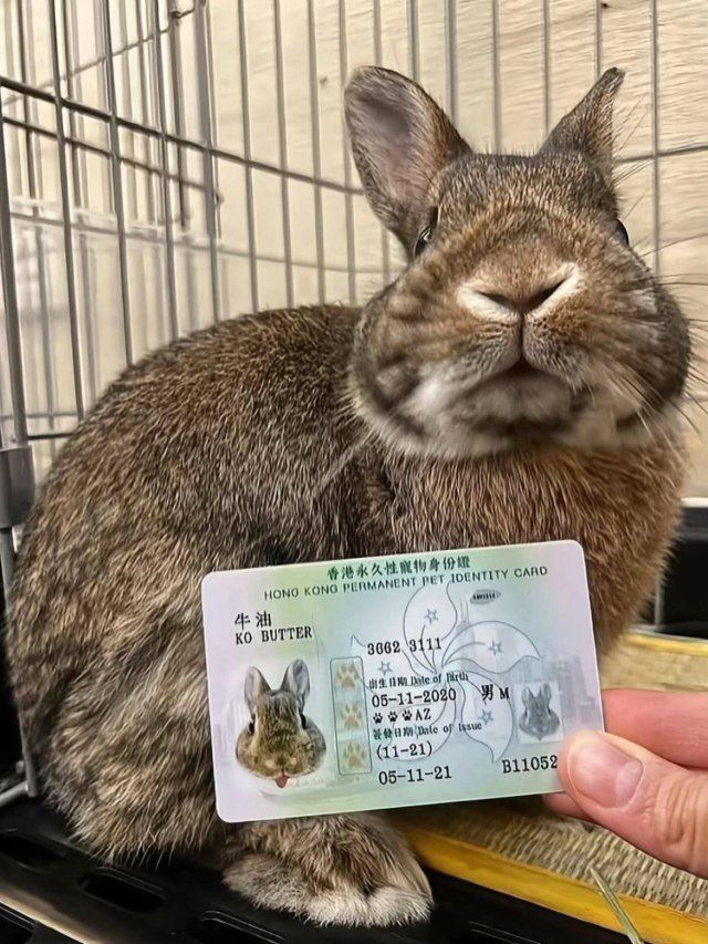 horse dentist tweet media