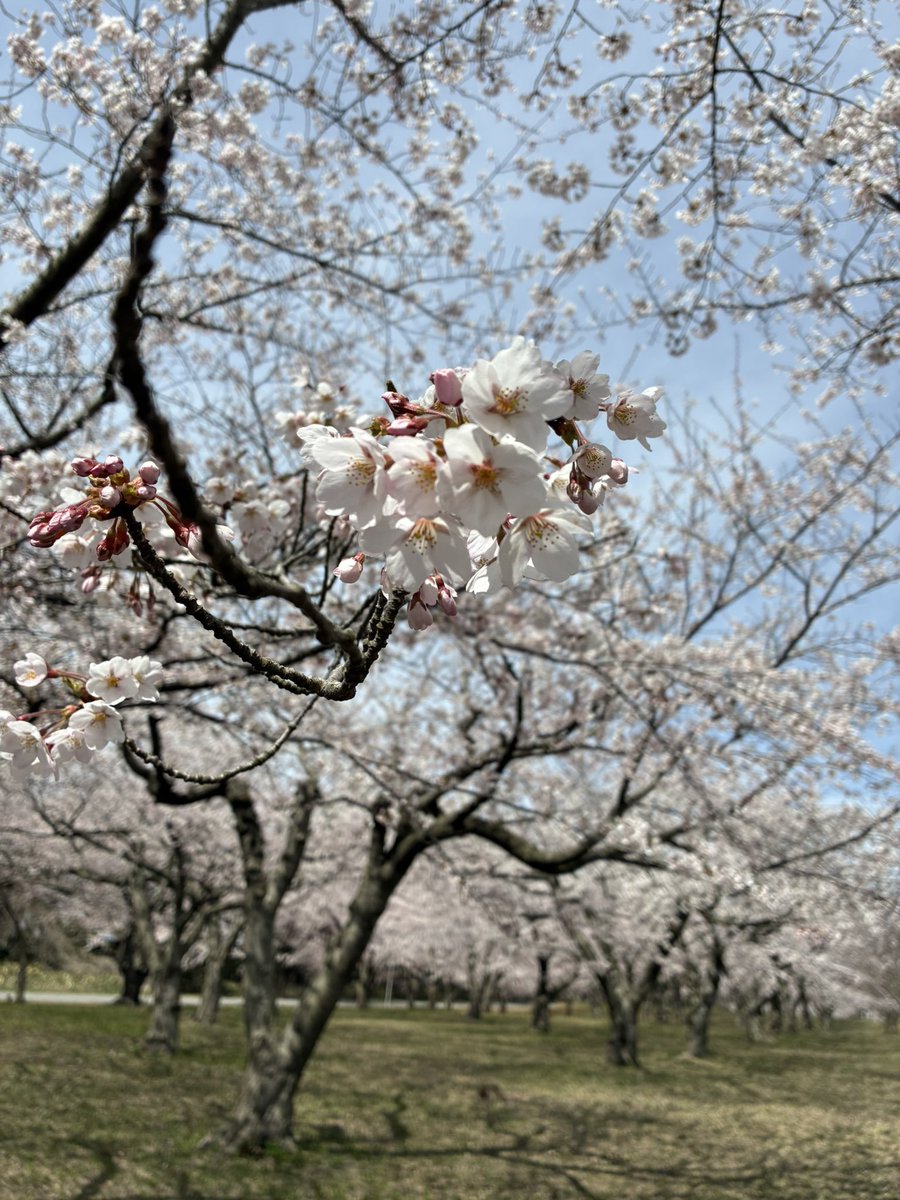 05k901's tweet photo. 桜、満開🌸今が見頃👍🌸
#つがる市　#平滝沼　#津軽国定公園 https://t.co/J8wdlrf3h8