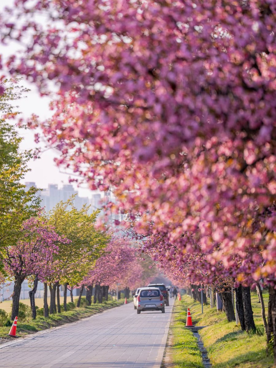 เม้าท์มอยเกาหลี tweet media