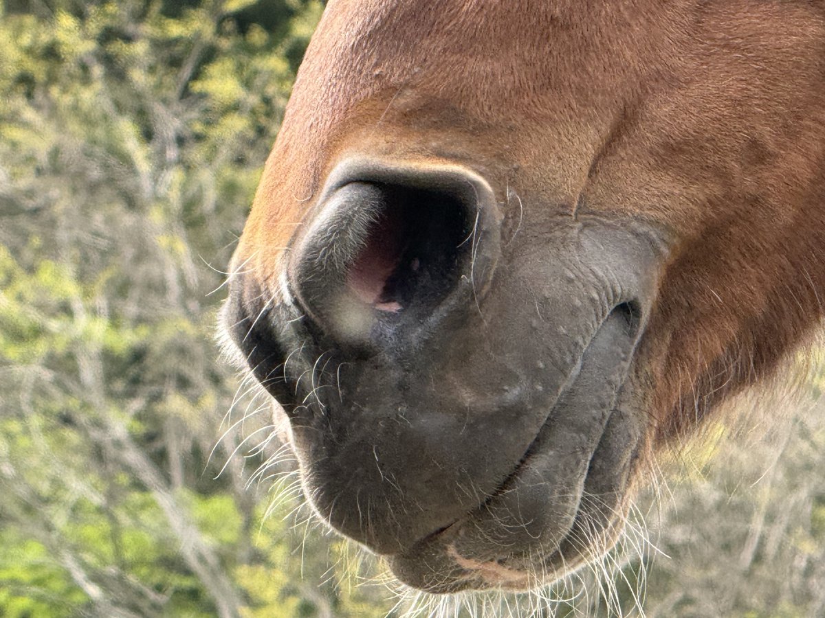 ほうじ茶 tweet media