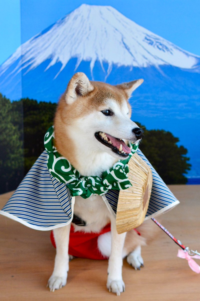 noelle0823's tweet photo. 日光江戸村様。
犬も歩けば八百八町のチラシに
ノエルちゃんを使っていただきまして、ありがとうございました。
嬉しいです🐶❤️

#edowonderland
#柴犬　#shibainu https://t.co/4L3WlUr5T0