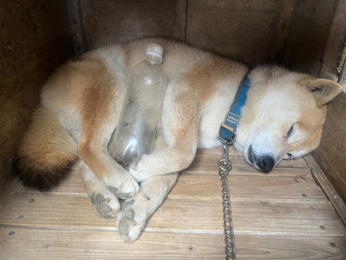 ますたー tweet media