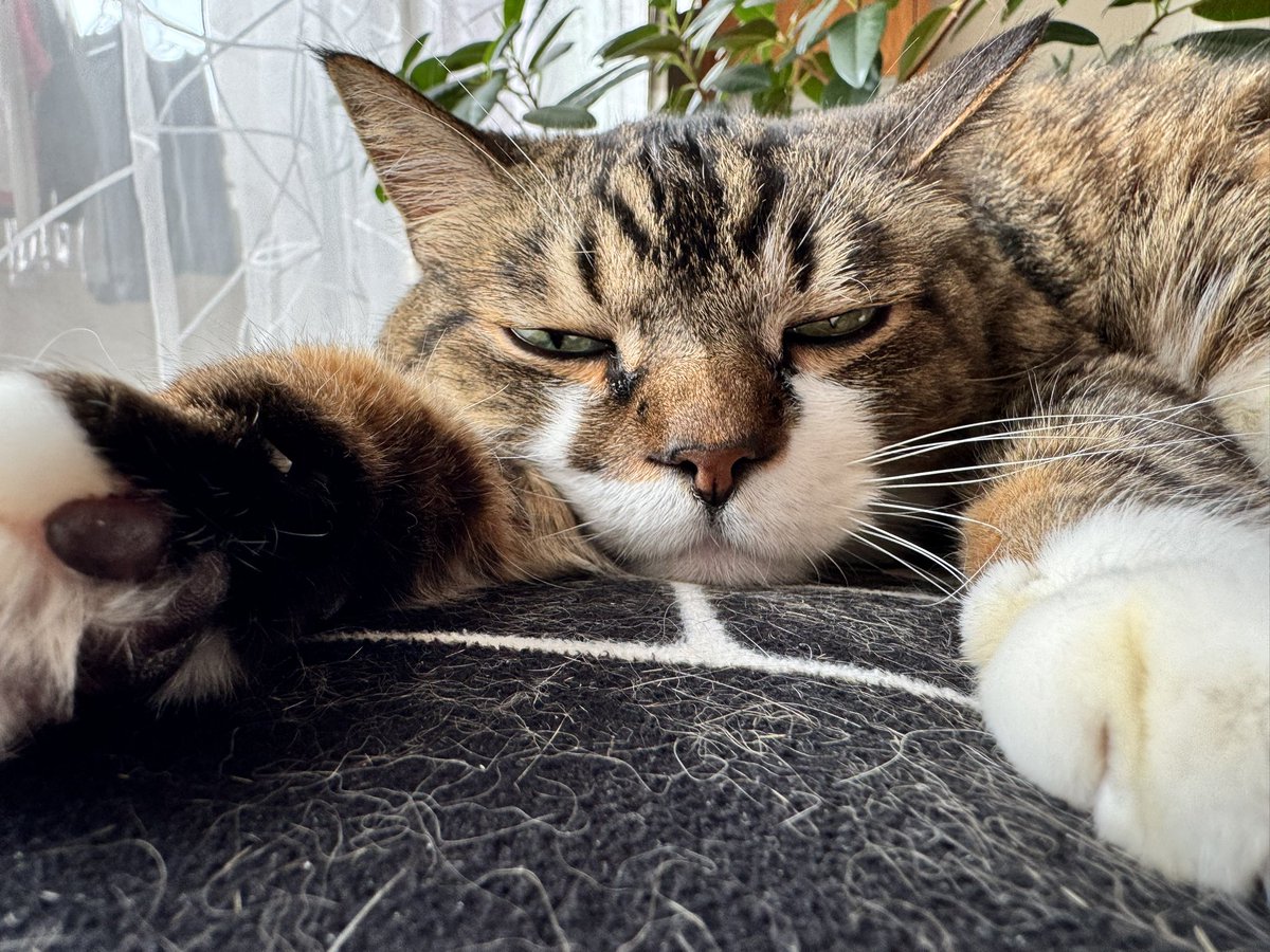 午後からもがんばろおぉにゃお💤