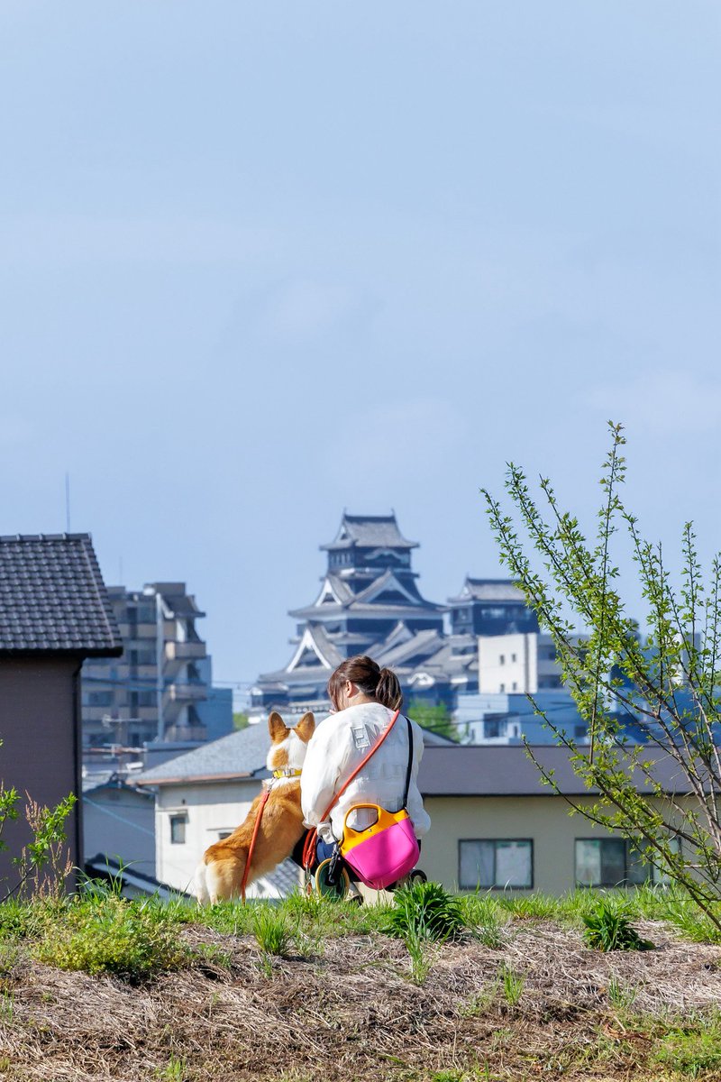 コーギーの神楽 tweet media