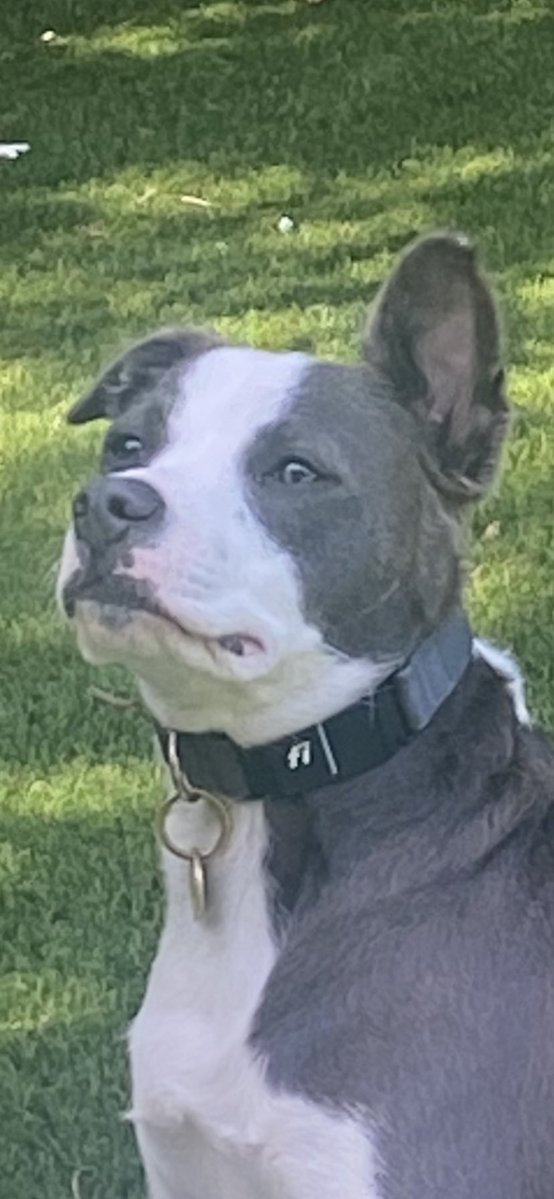 Oliver “Ollie” tweet media