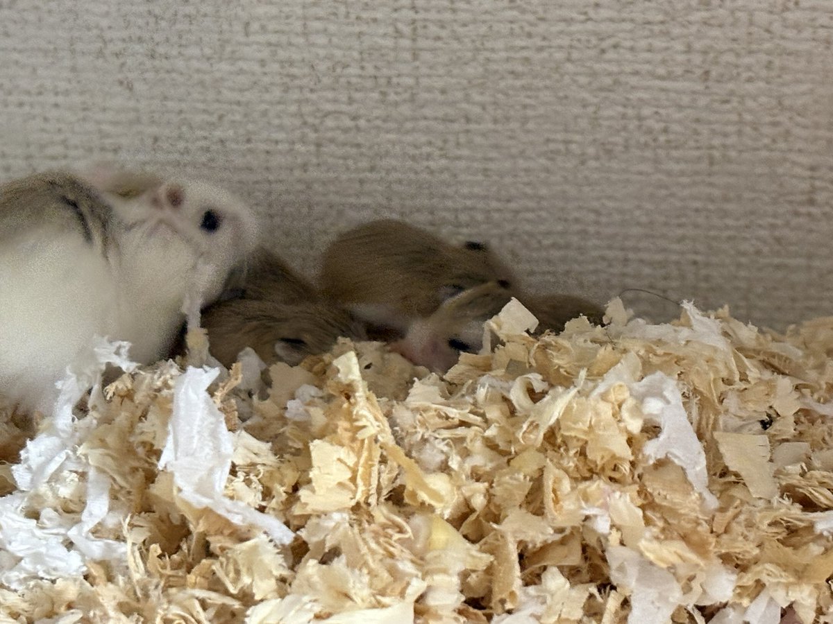 ベビちゃん4匹確認💗