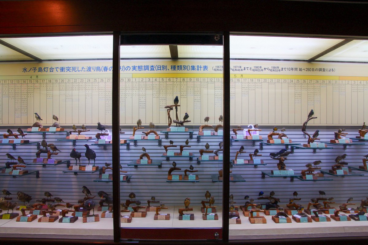 灯台にぶつかって死んだ鳥達の剥製が展示されている