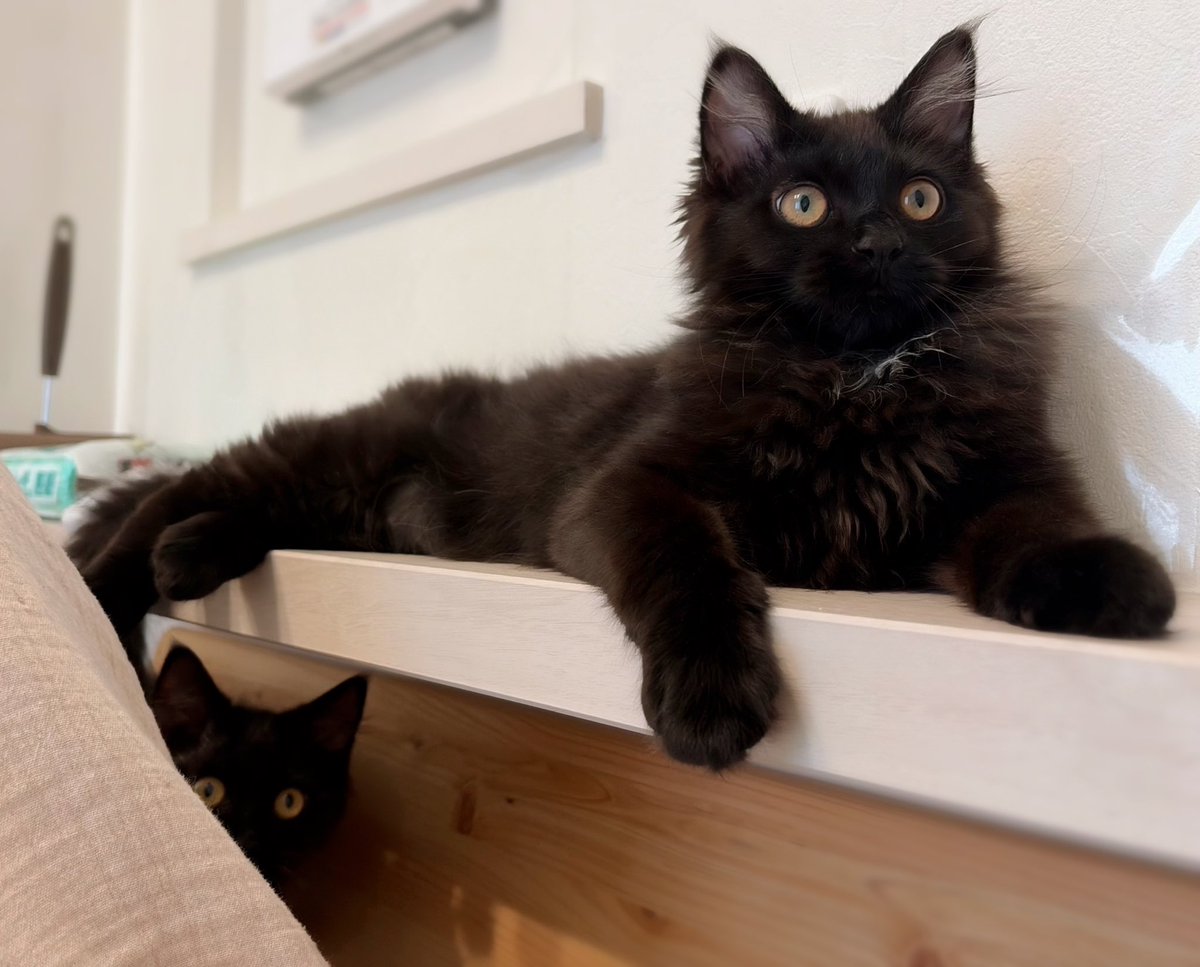 4ヶ月ちょっとの子猫にしては貫禄があり過ぎるのよ🐈‍⬛
特にちゃこ(姉)🫡