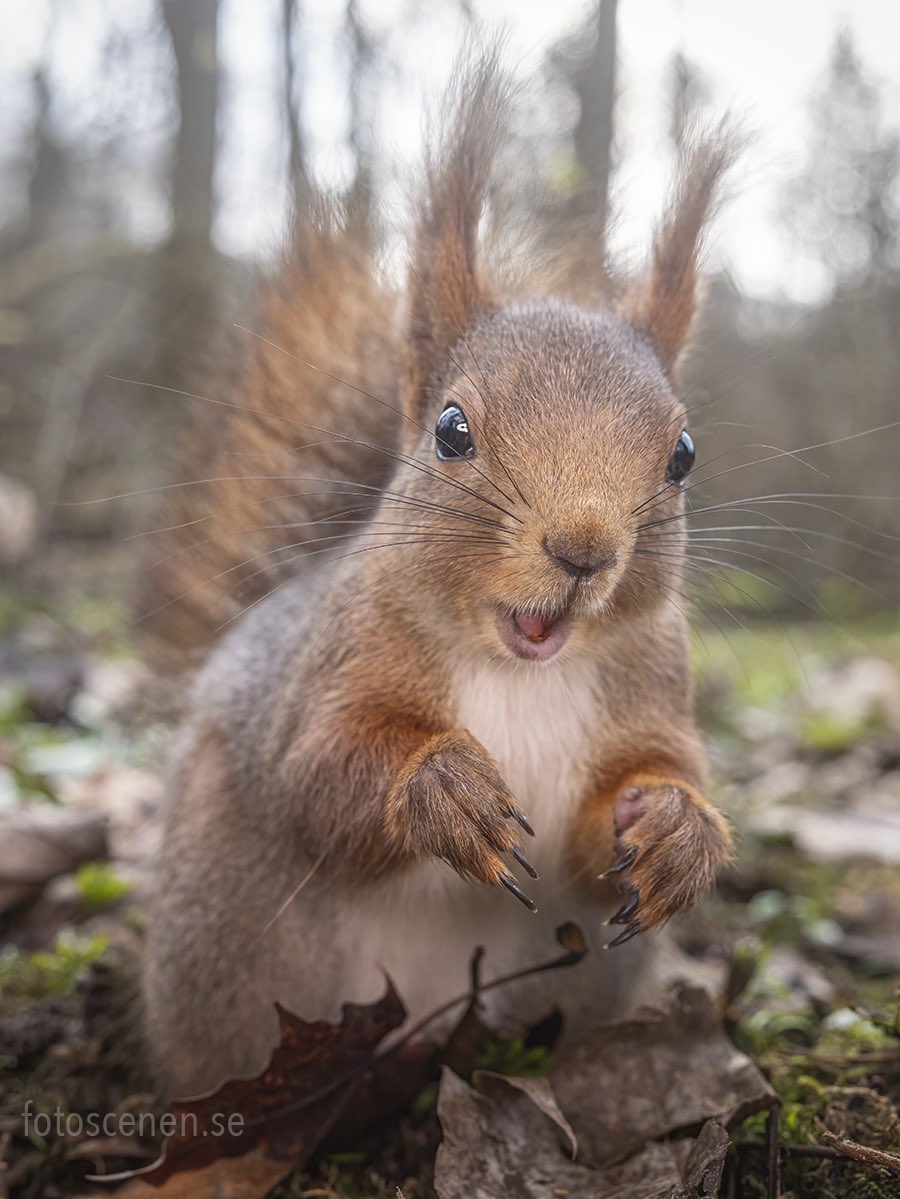 Squirrels by Fotoscenen tweet media
