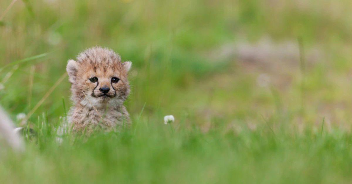 Bronze Age Pervert tweet media