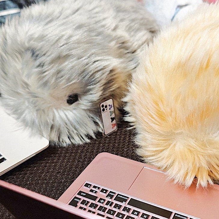 Cyndi👑シンディ(*Ꙩꙻ₀Ꙩꙻ)🦫💕 tweet media