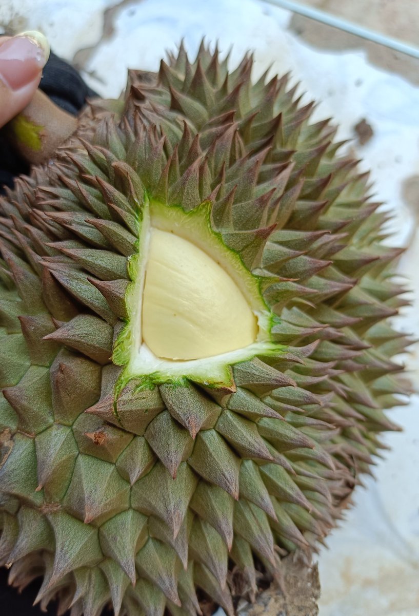 หนมสิบสามขายแกง ._. md十三 (𝘴𝘭𝘰𝘸) tweet media