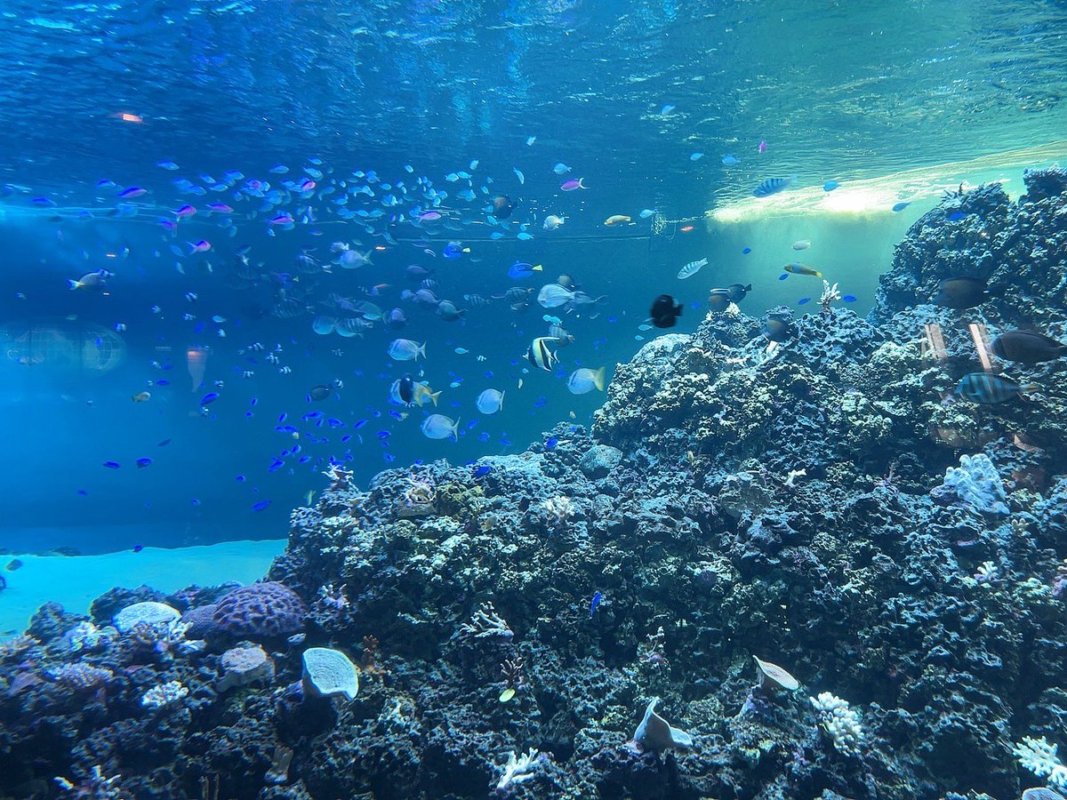 雪氷こおり🌨🧊🪽Vtuber準備中 tweet media