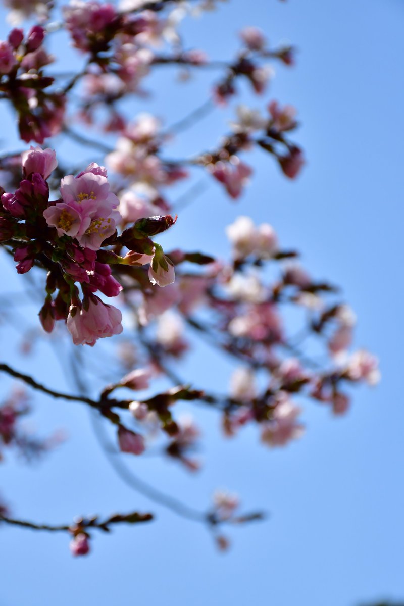 hakobura's tweet photo. 4月17日のサクラ開花状況です。 
午前中の開花宣言は出ませんでしたが、両公園とも一部の場所で咲いています。 
五稜郭公園→https://t.co/IjkDqDtwJV
函館公園→https://t.co/qMmzxkHa5I https://t.co/3GcKX5xuxC