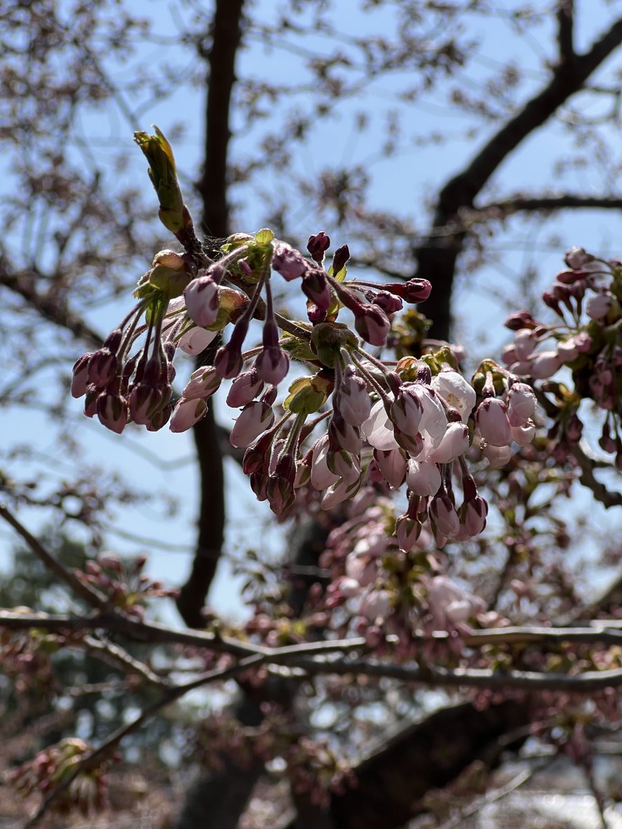 hakobura's tweet photo. 4月17日のサクラ開花状況です。 
午前中の開花宣言は出ませんでしたが、両公園とも一部の場所で咲いています。 
五稜郭公園→https://t.co/IjkDqDtwJV
函館公園→https://t.co/qMmzxkHa5I https://t.co/3GcKX5xuxC