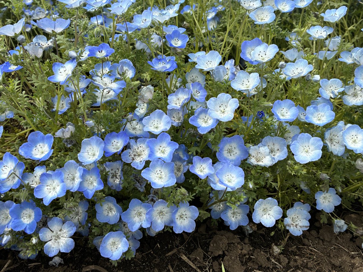 いえもん🍵🎤📱 tweet media