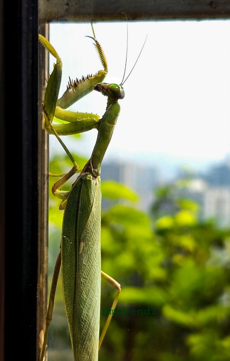 Manda Bendre 🇮🇳 tweet media