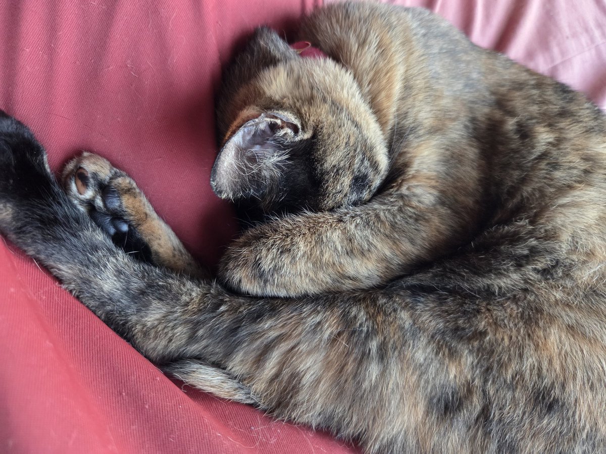mibjorhime's tweet photo. サビチェン、珍しく玄関開けても走ってこないなと思ったら、めっちゃグッスリ寝てた(笑)。
#NOWARCAT https://t.co/YbStR3Rnka