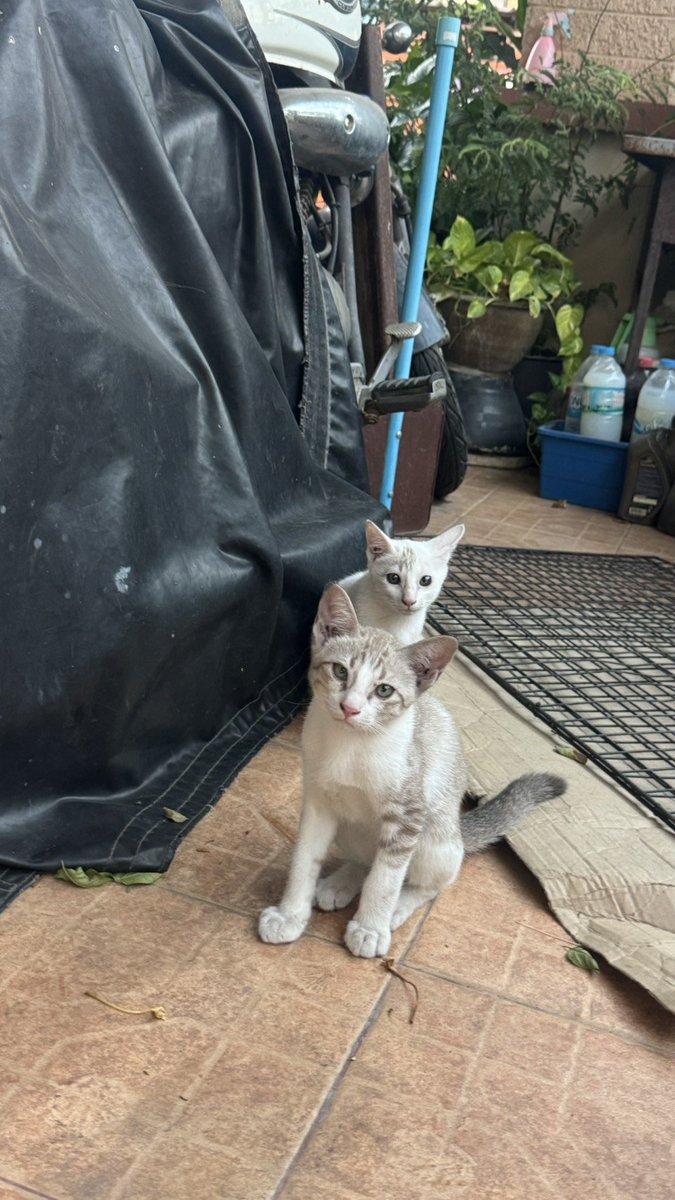 🏠 หาบ้านให้น้องแมว 🏠 (ฝากประกาศ)

น้องแมวจร 3 ตัวค่ะ (อายุ 3 เดือน) พิกัด ต.เขาพระงาม อ.เมือง จ.ลพบุรี
1. โมจิ ตัวเมีย สีขาว มีลายด่างตรงหน้าผากขวา
2. หมูน้อย ตัวผู้ ขาวลายสลิด
3. มุนิน ตัวเมีย สลิดทั้งตัว

เบอร์ 092-670-6792 (สิริ)
Note: