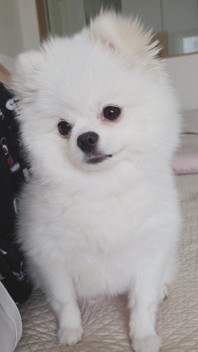 곽춘식 tweet media