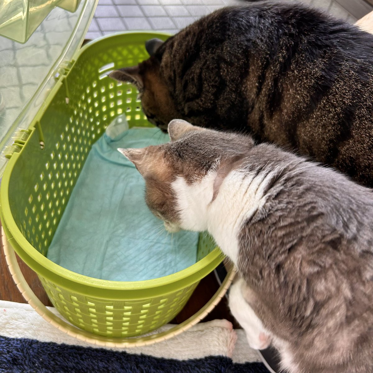 まおまお tweet media