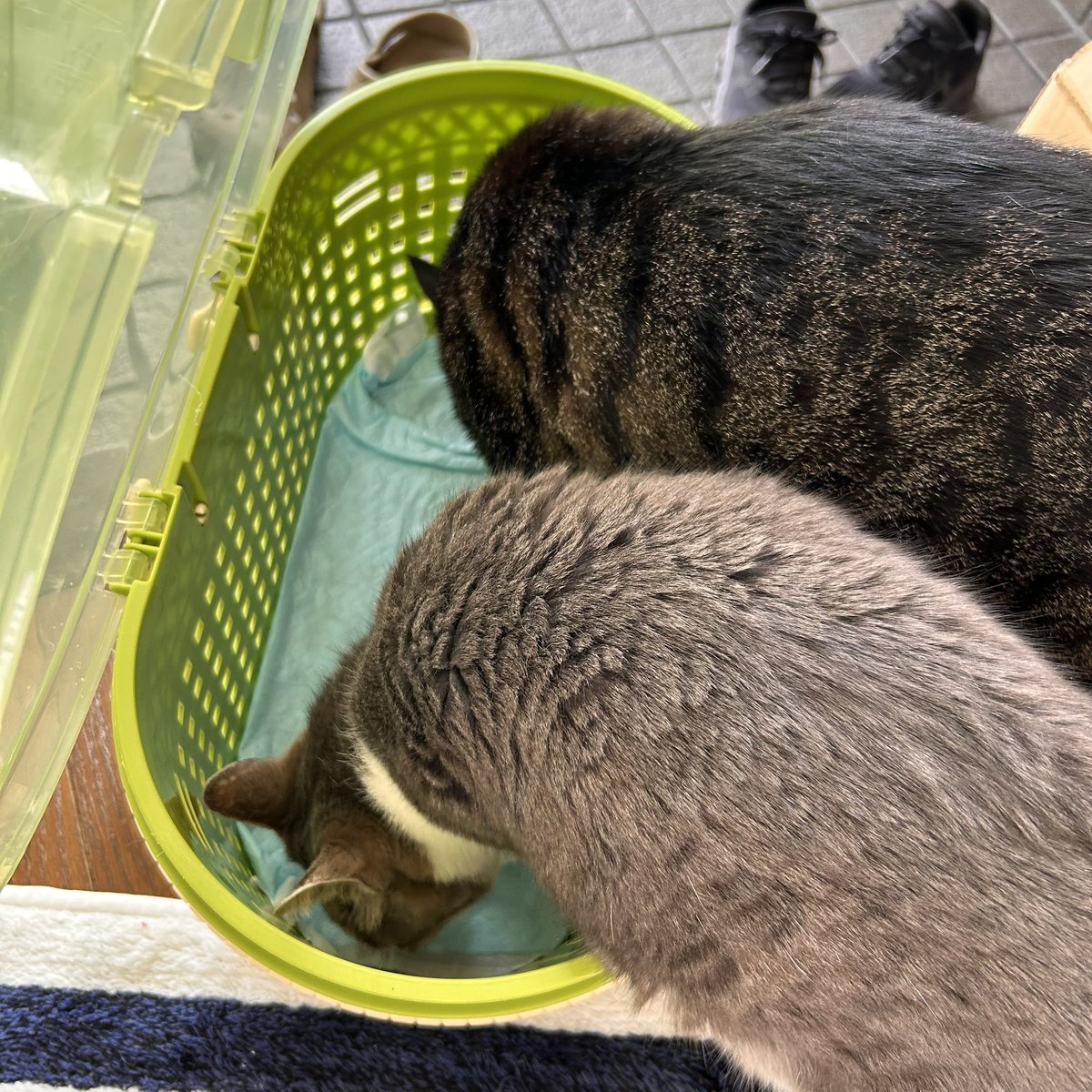 まおまお tweet media