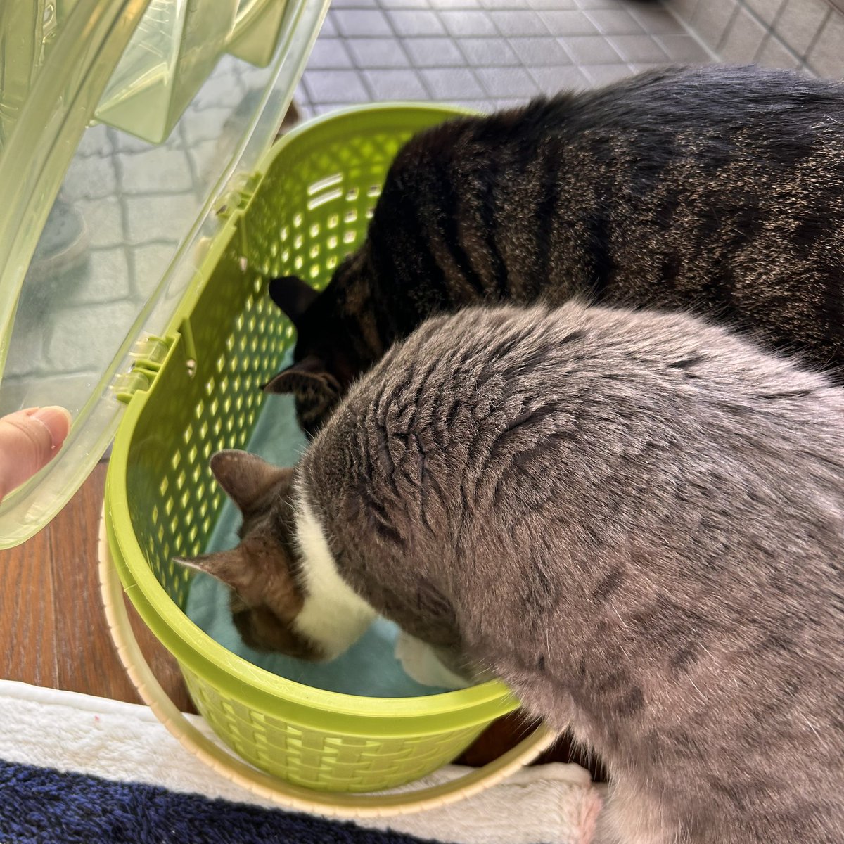 まおまお tweet media