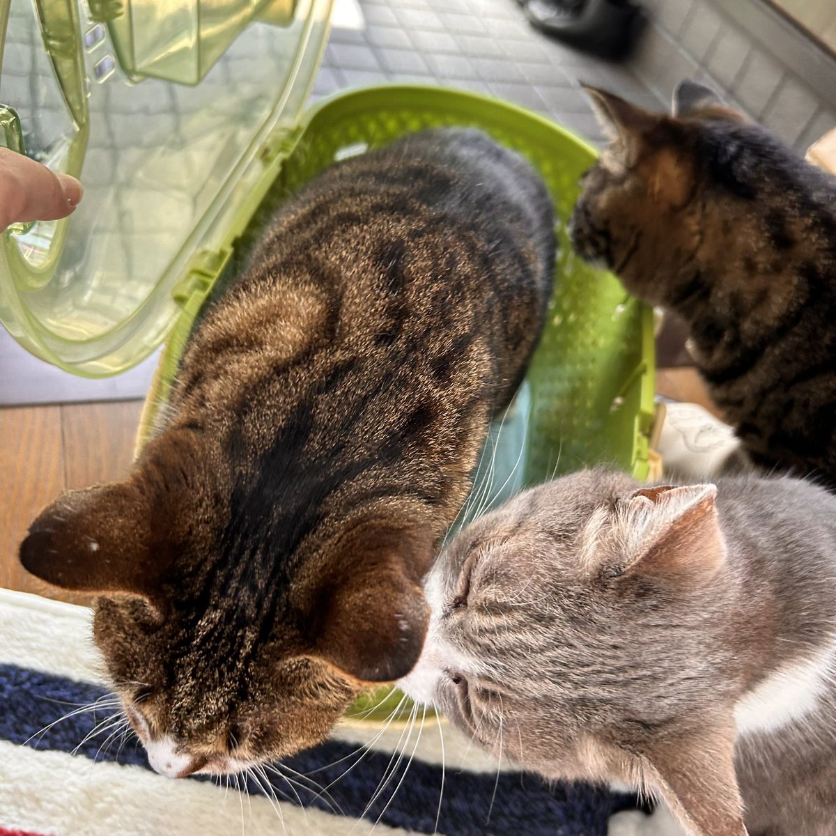 まおまお tweet media